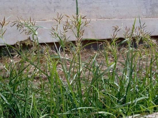 Tall green weeds growing in front of a concrete wall and gravel ground