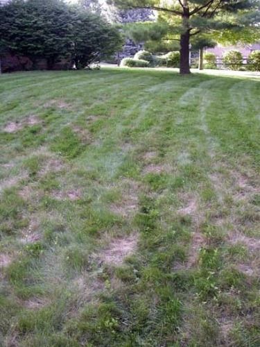 Grassy park lawn with sparse patches and trees in the background