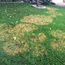 Patchy yellow-brown grass spots in a green lawn near a tree and house.