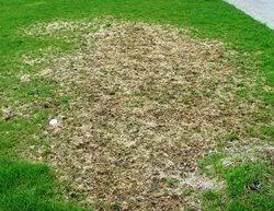 Patchy brown dead grass in a green lawn near a sidewalk edge