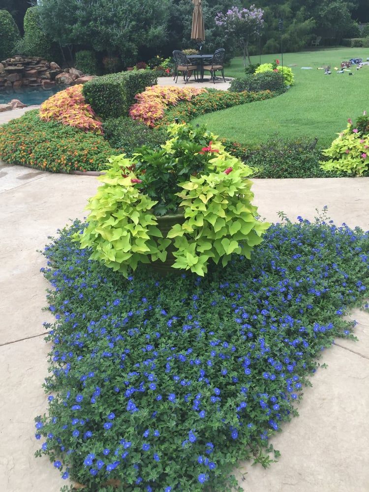 Blue flowers around a green shrub in a landscaped garden with a walkway and lawn.
