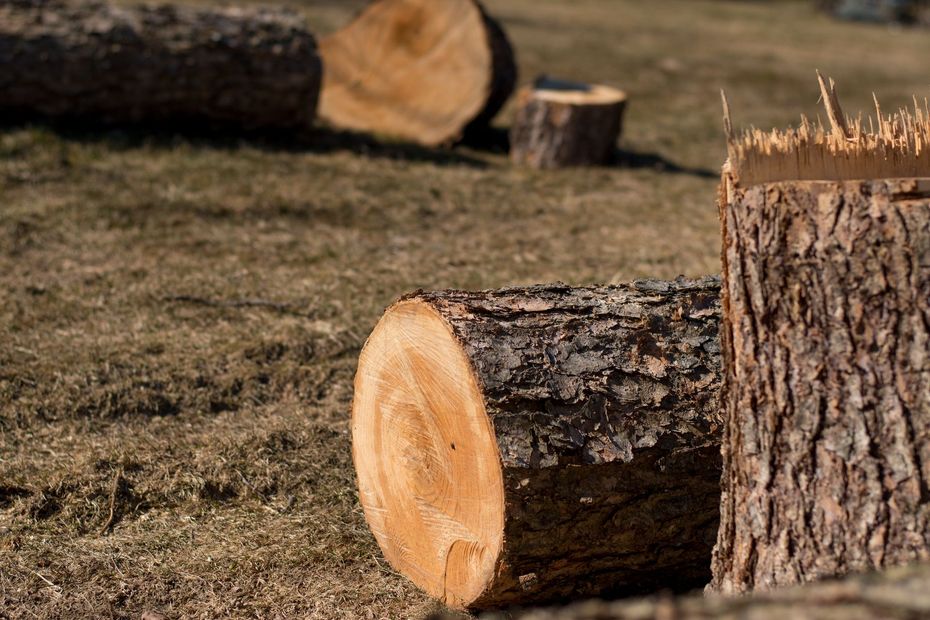 Cut logs scattered on dry grass, including a close-up of a tree stump and a freshly cut log.