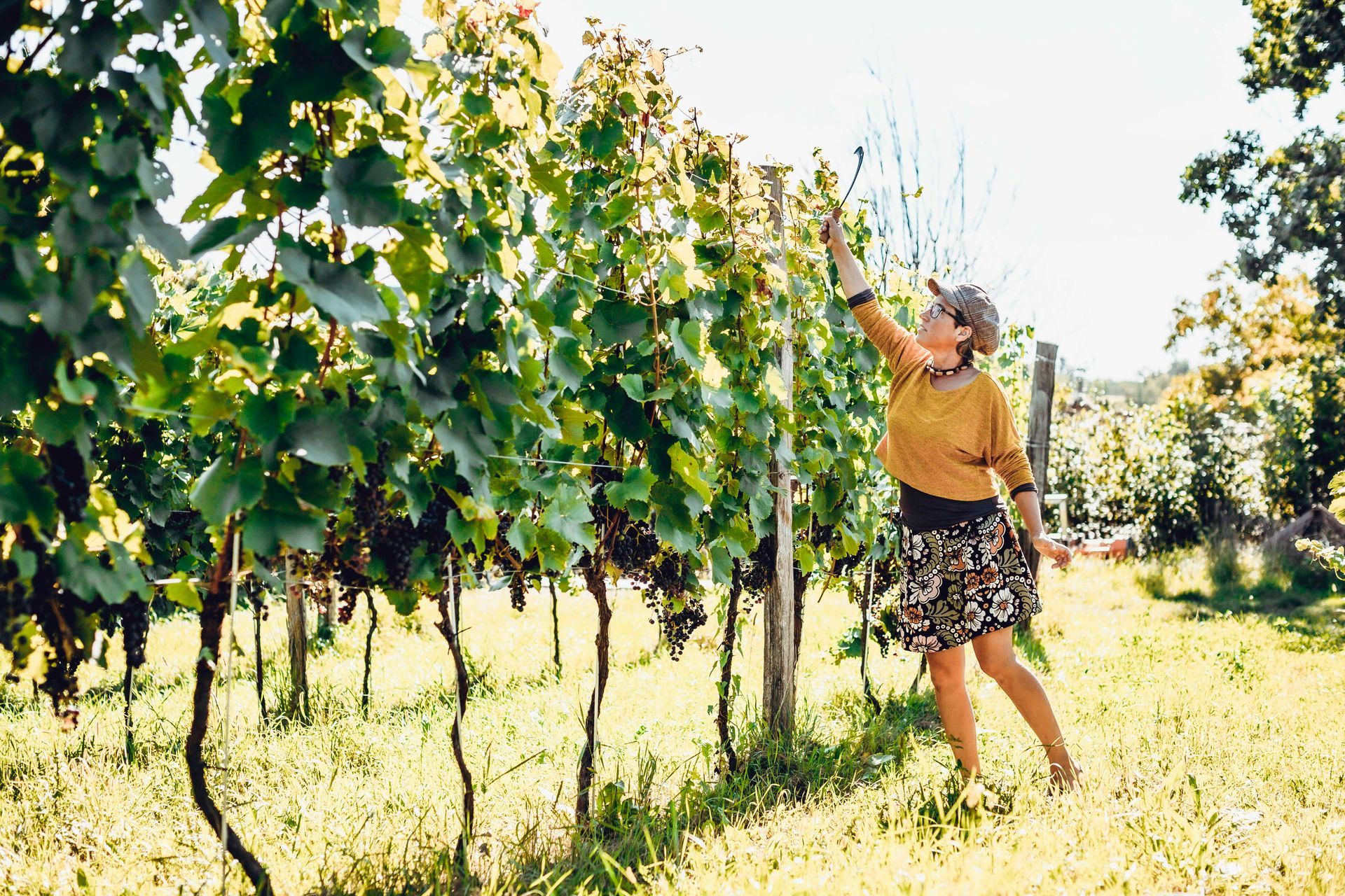Frau im Weinberg, die nach Trauben greift. Sonniger Tag, Rebzeilen, sie trägt eine Haube und einen gemusterten Rock.