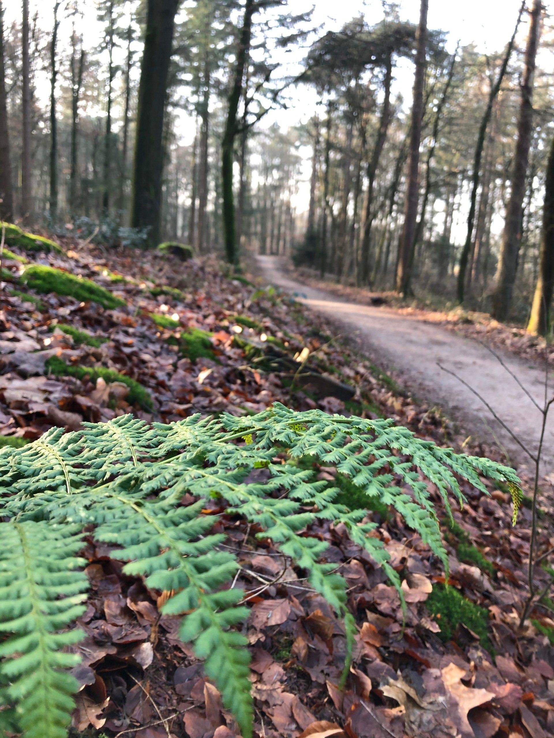 Foto van een bos met links voor een varen en rechts een paadje
