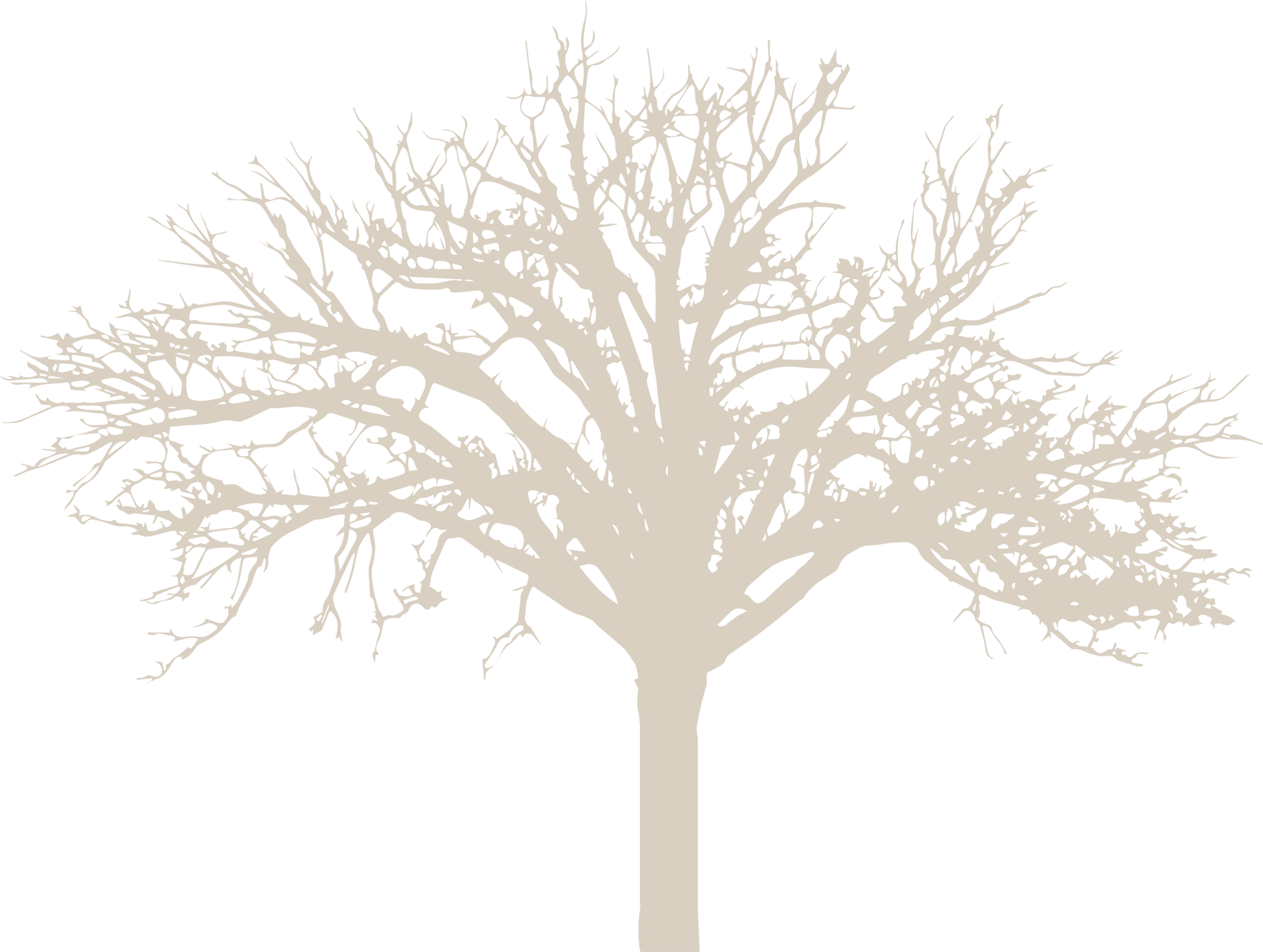 Big Tree Construction Logo in Cream | Choose Our Home Contractors Serving Mid-MO