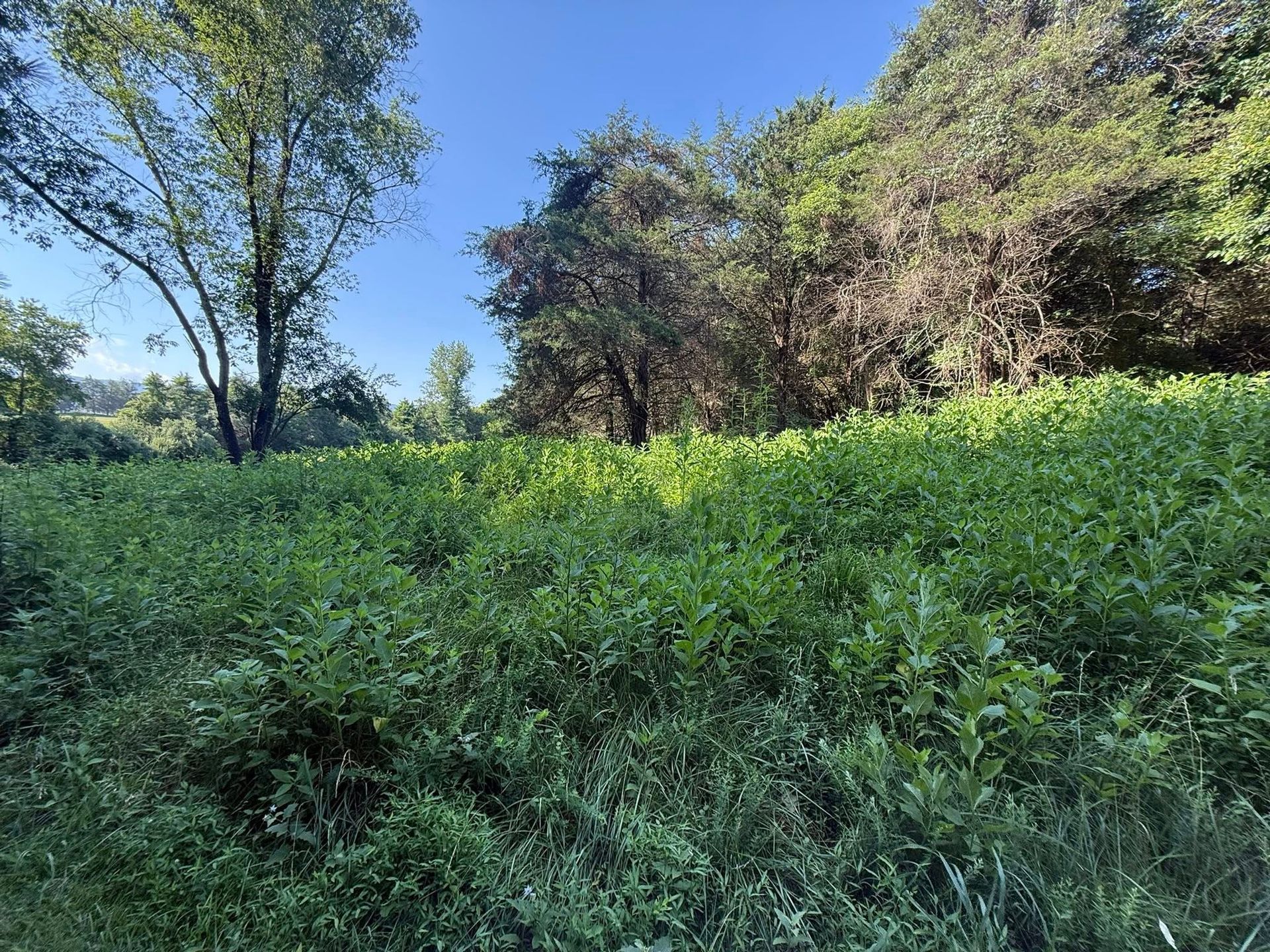 Green field with dense vegetation, trees, and a clear blue sky.