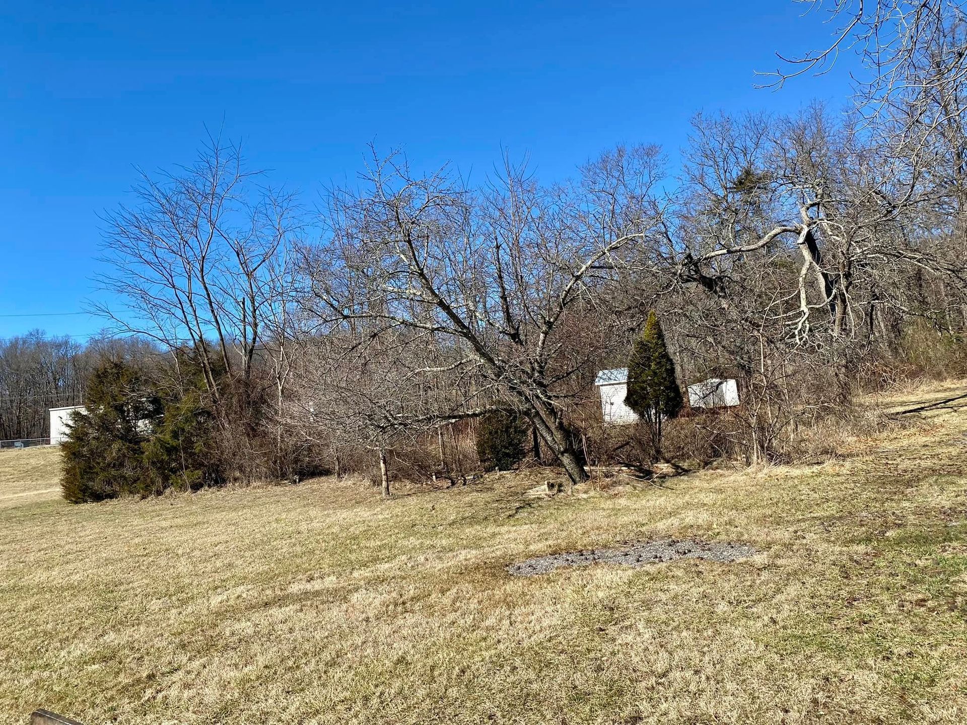 Overgrown brush surrounded by trees and grass with blue sky.