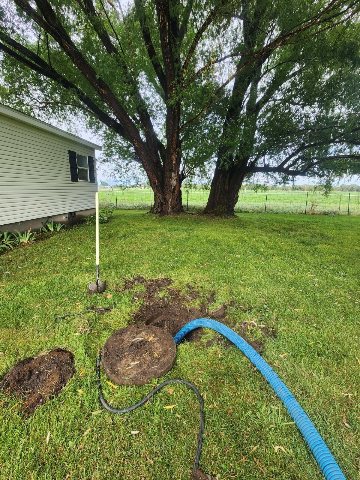 A blue hose pumps a septic tank located in a grassy yard near a house and a large tree.