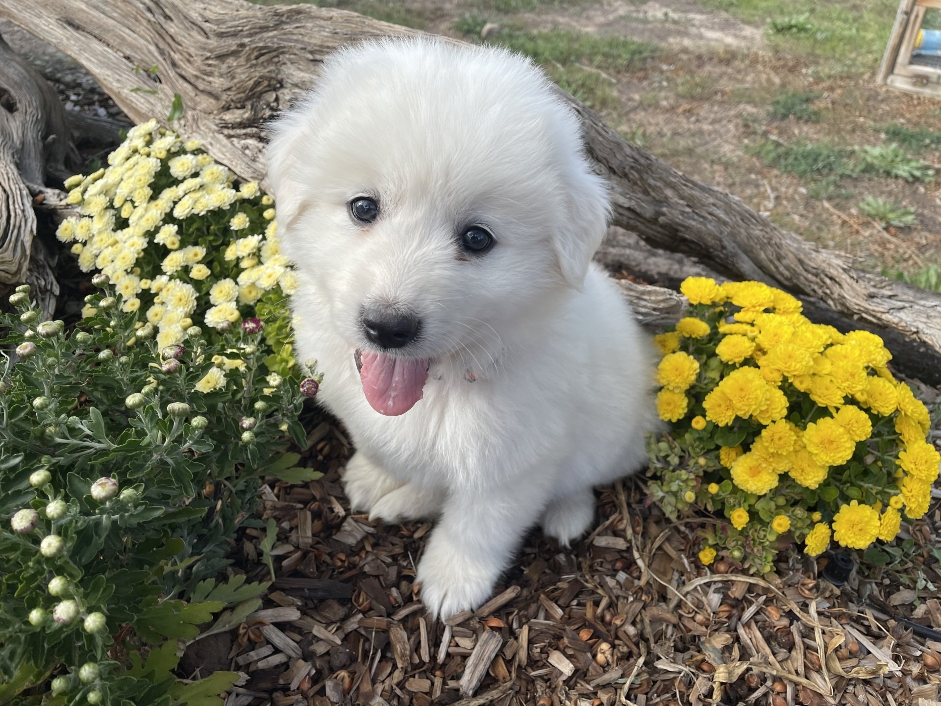 Savoca Vision Farms | Great Pyrenees Puppies