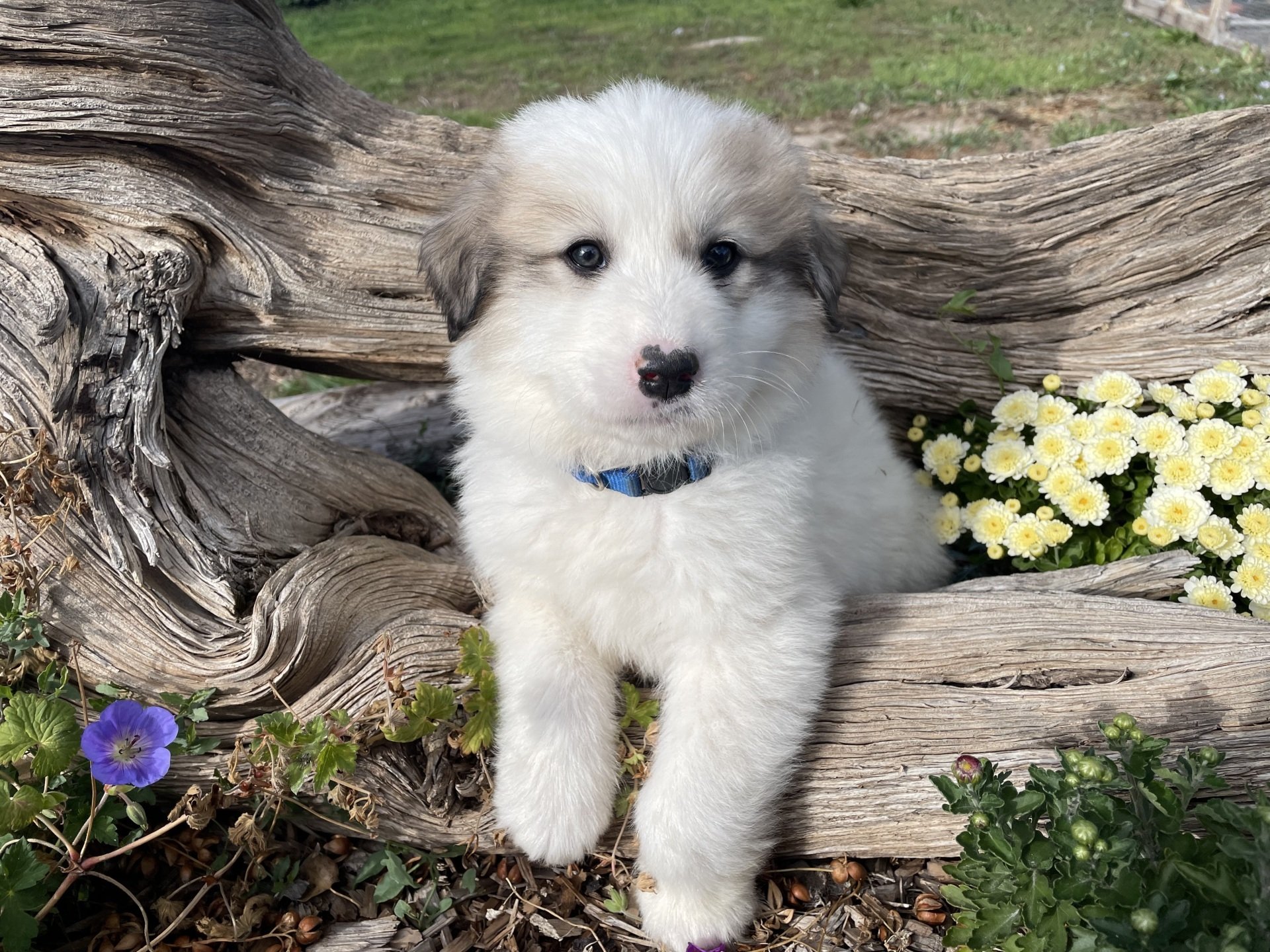 Savoca Vision Farms | Great Pyrenees Puppies