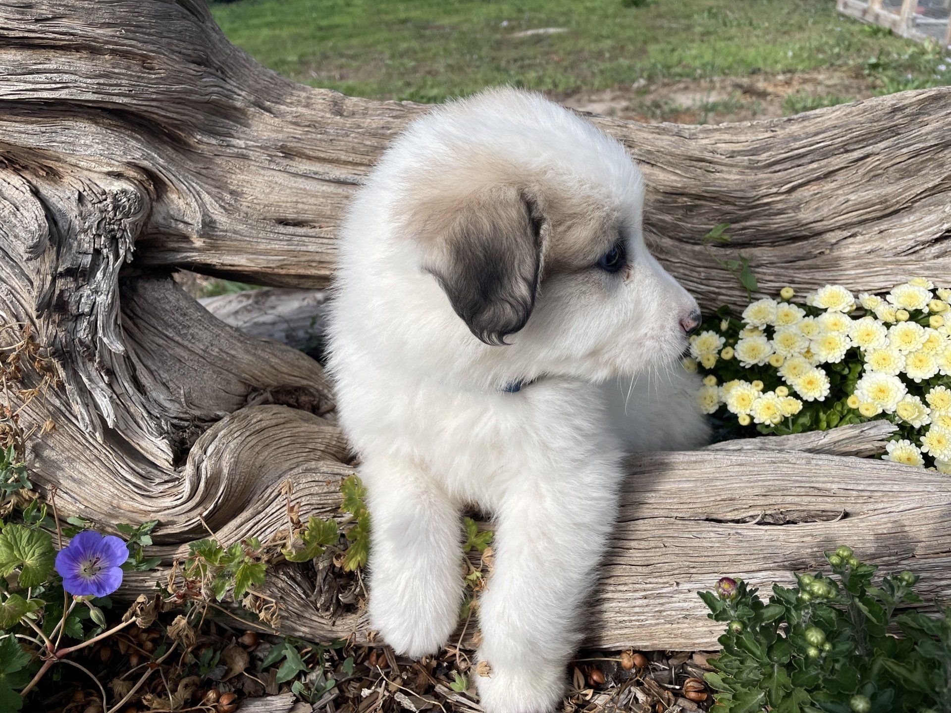 Savoca Vision Farms | Great Pyrenees Puppies