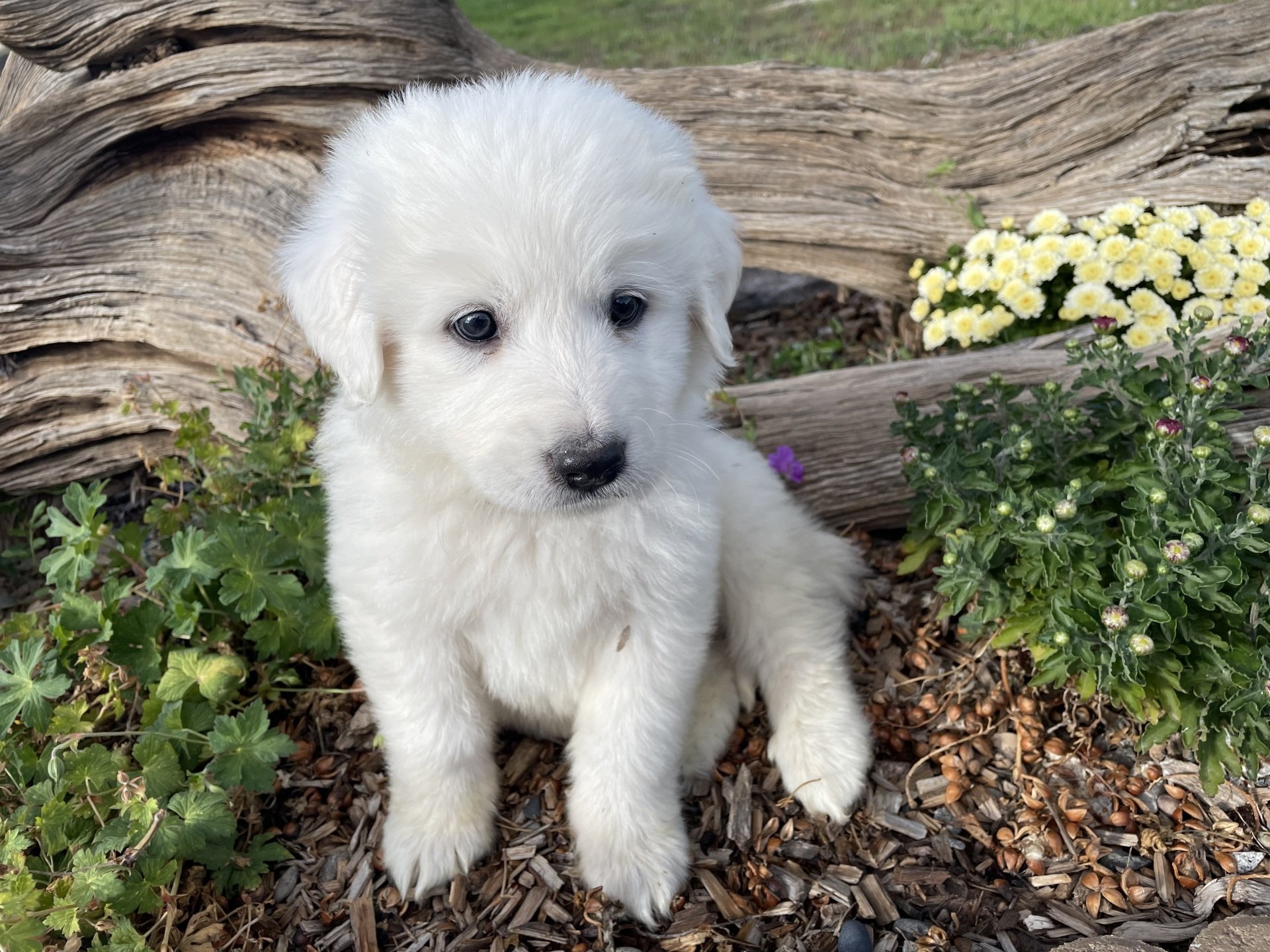 Savoca Vision Farms | Great Pyrenees Puppies