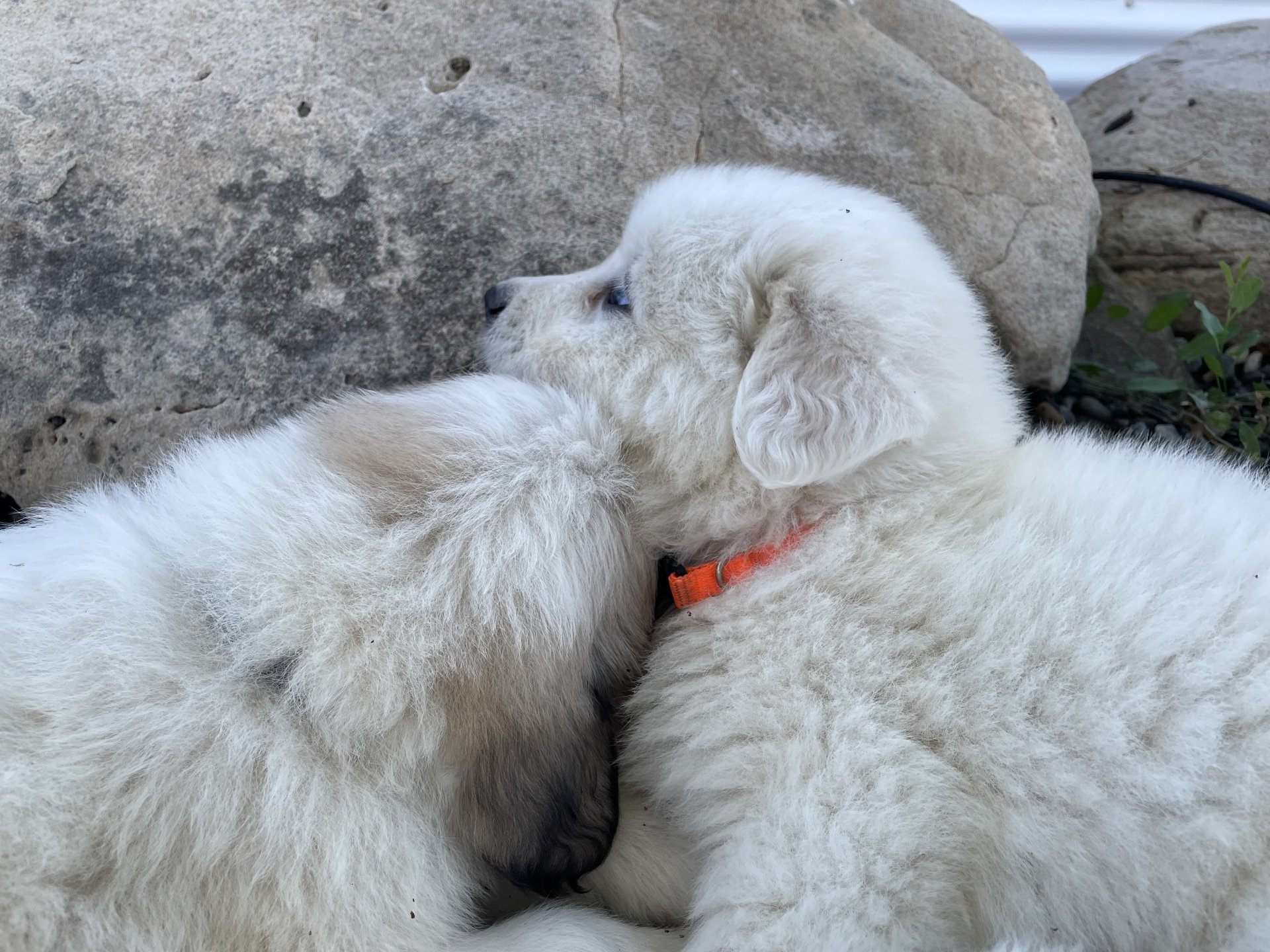 Savoca Vision Farms | Great Pyrenees Puppies