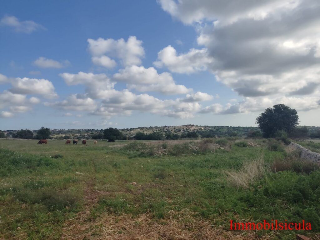 Ampio prato sotto un cielo azzurro con nuvole sparse e una strada sterrata sulla destra.