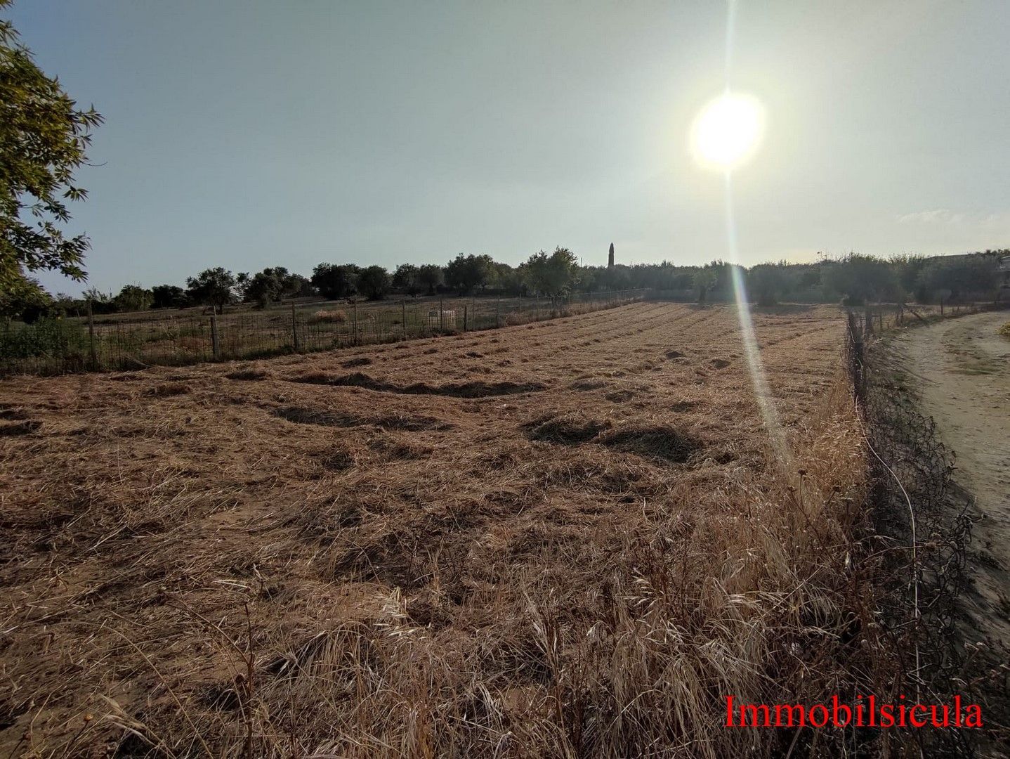 Un campo asciutto e soleggiato accanto a una strada sterrata, sotto un cielo velato, con alberi all'orizzonte.