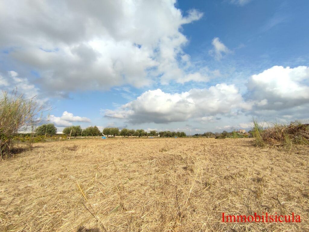Campo dorato e asciutto sotto un cielo azzurro con nuvole sparse e alberi in lontananza.
