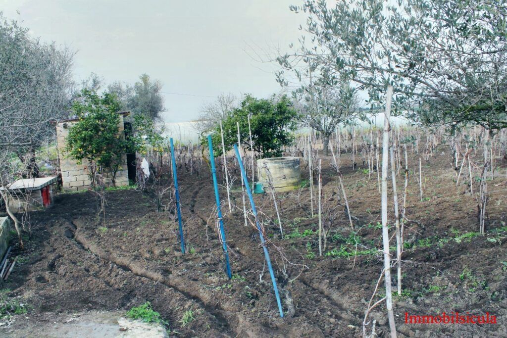 Piccolo giardino rurale con giovani alberi, pali di sostegno blu e terreno arato sotto un cielo velato.