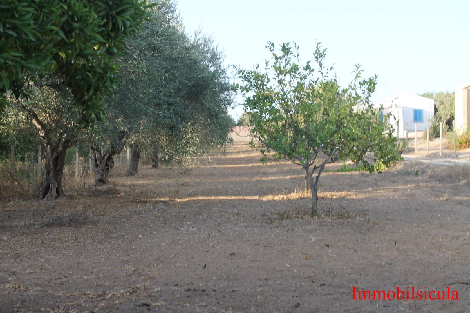 Un frutteto rado con due piccoli alberi su un terreno asciutto e spoglio, in piena luce del giorno.