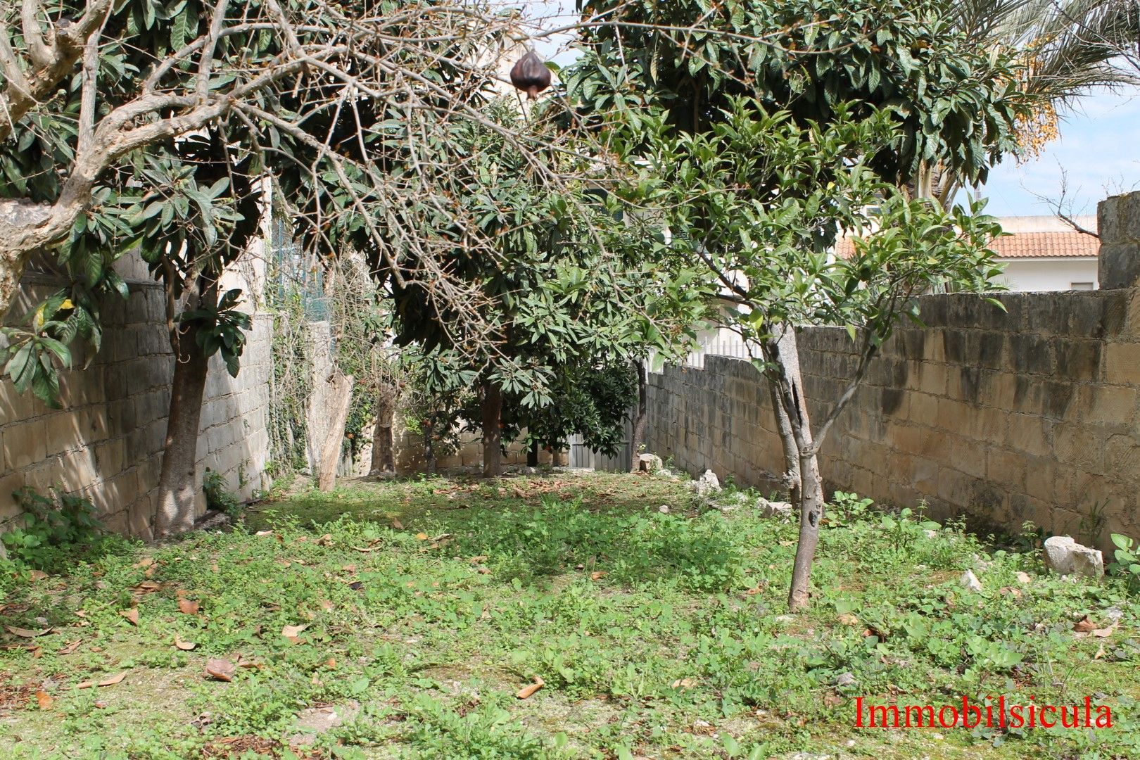 Piccolo cortile erboso con alberi e un muro di pietra, illuminato dalla luce del giorno.