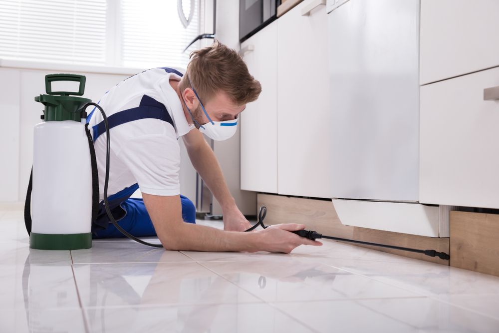 Worker Spraying Insecticide Chemical In Kitchen — Pest Control in Sanctuary Point, NSW