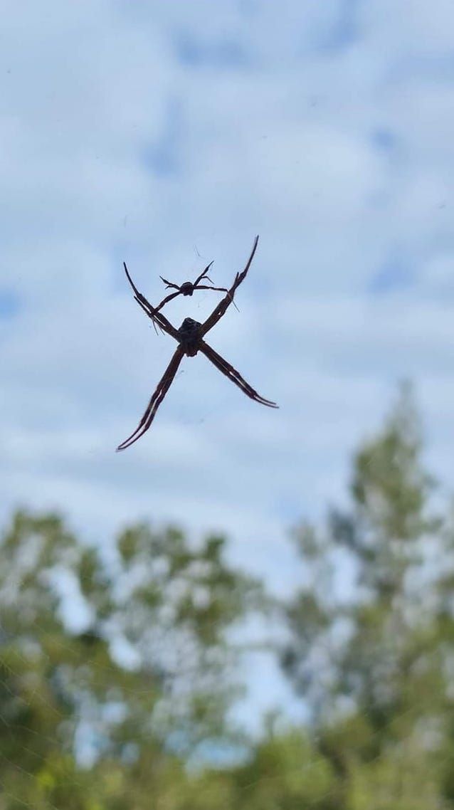 A Pest Contractor — Pest Control in Ulladulla, NSW