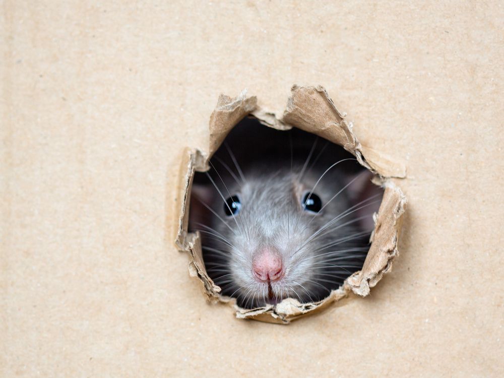 Rat Peeps Out of a Hole in a Box — Pest Control in Sussex Inlet, NSW