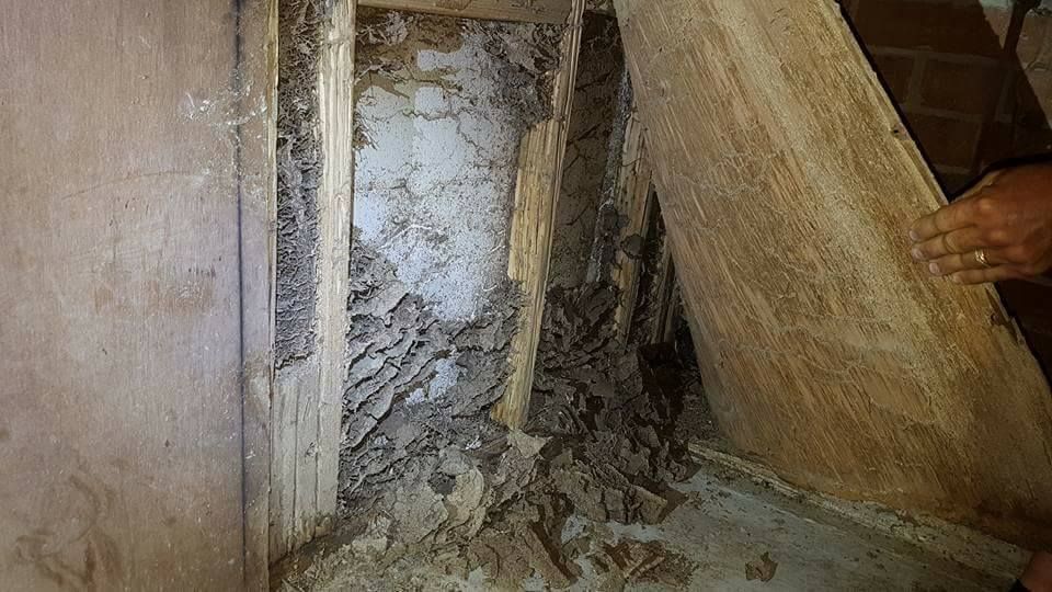 termite inspection pest control — Pest Control in Ulladulla, NSW
