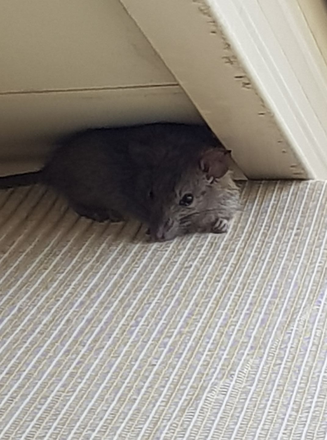 Concept Food For Rodents in Mousetrap Wooden — Pest Control in Ulladulla, NSW