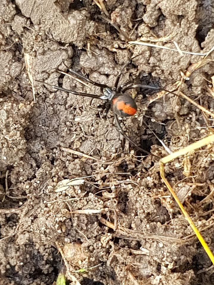 spider redback — Pest Control in Sussex Inlet, NSW