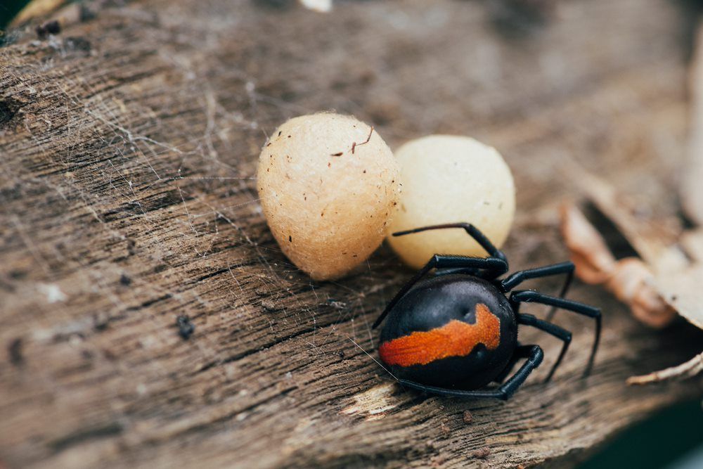 spider eggs— Pest Control in Sussex Inlet, NSW