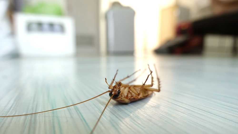 Dead Cockroach on The Floor — Pest Control in Ulladulla, NSW