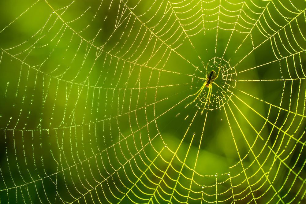 Morning Drops of Dew in a Web Spider — Pest Control in Sussex Inlet, NSW