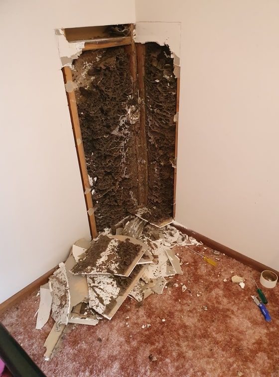 termite infestation— Pest Control in Sussex Inlet, NSW