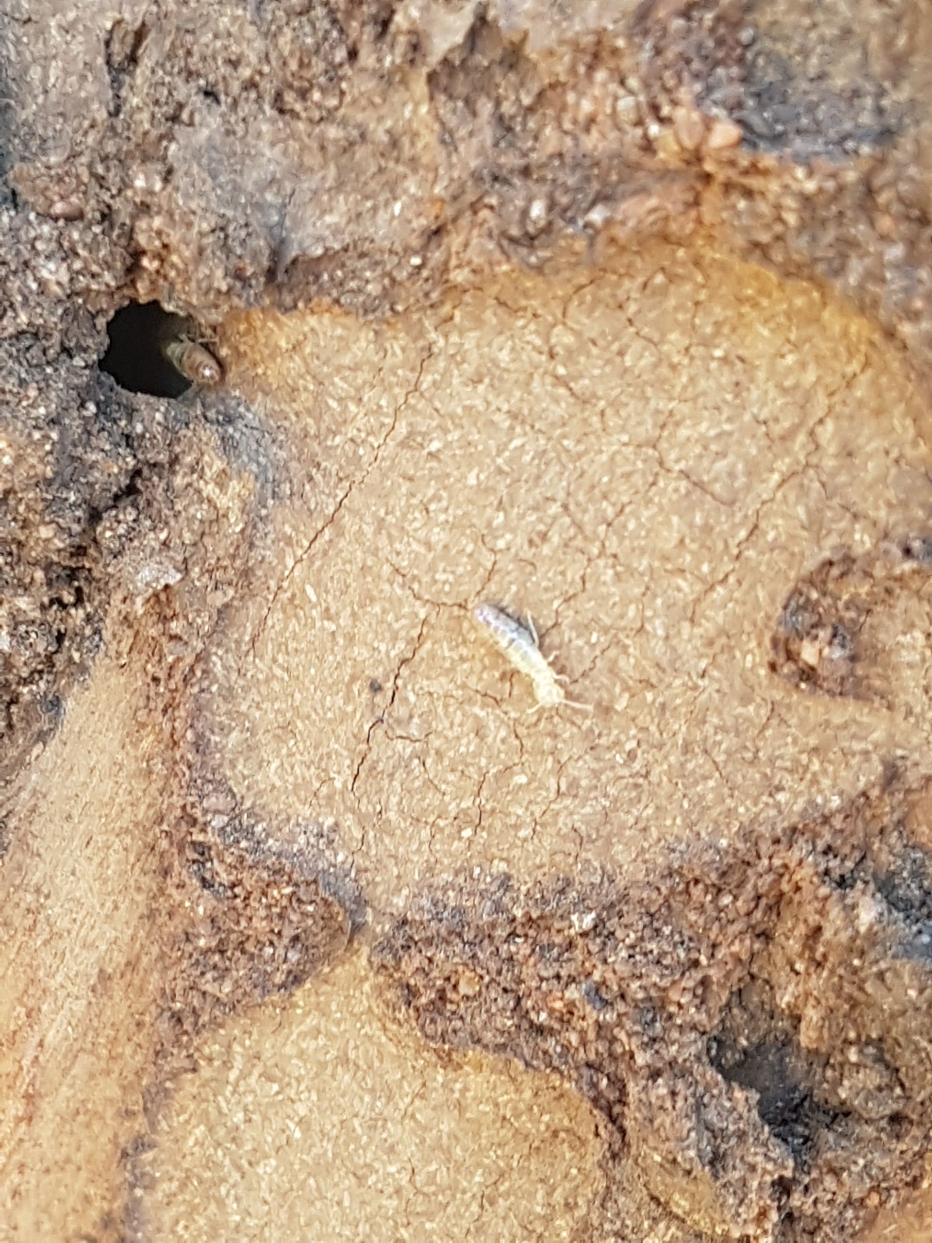 termite— Pest Control in Sanctuary Point, NSW