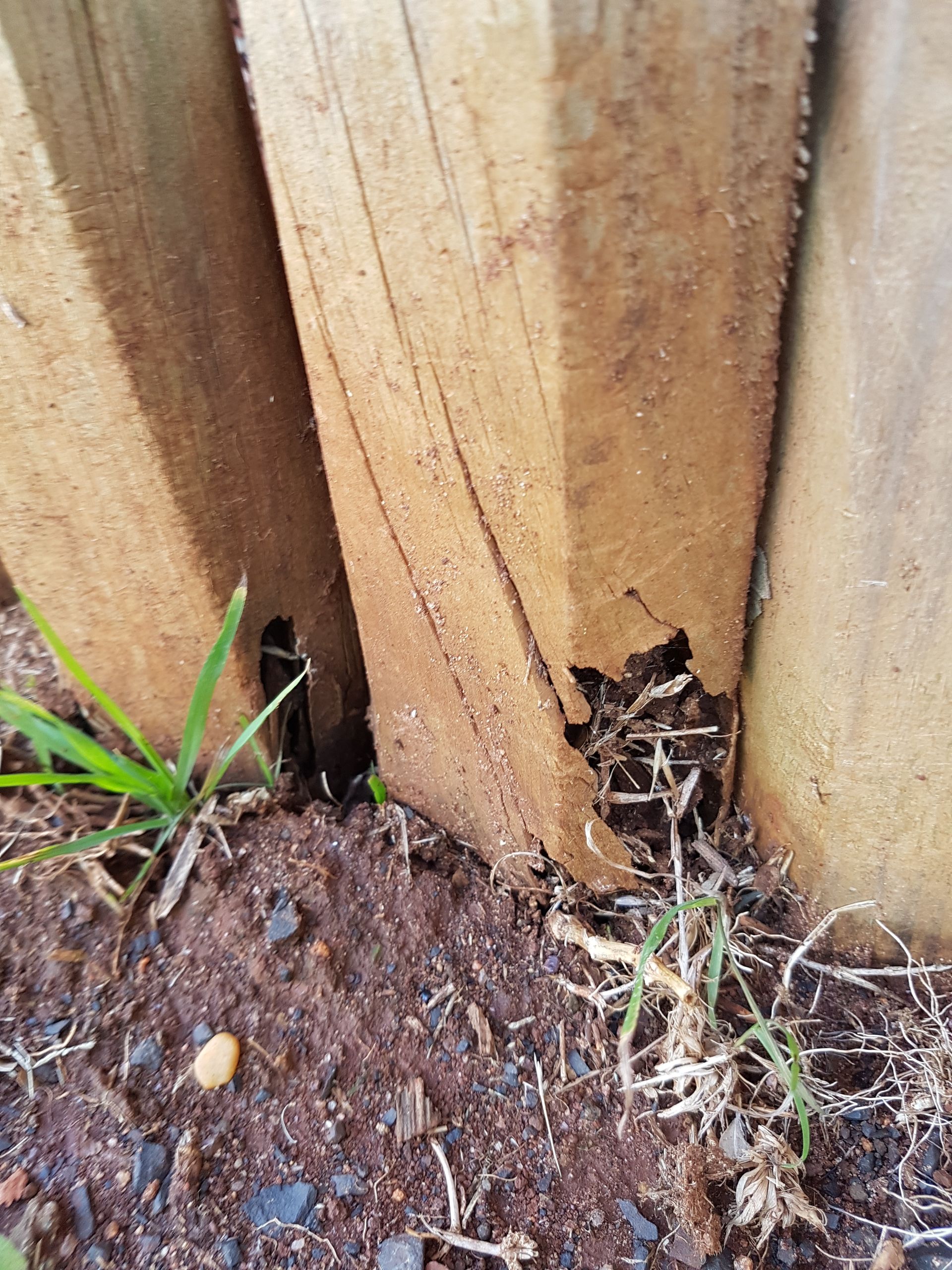 termite infestation — Pest Control in Sussex Inlet, NSW