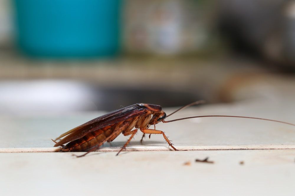 Pest Control Contractor Working — Pest Control in Sanctuary Point, NSW