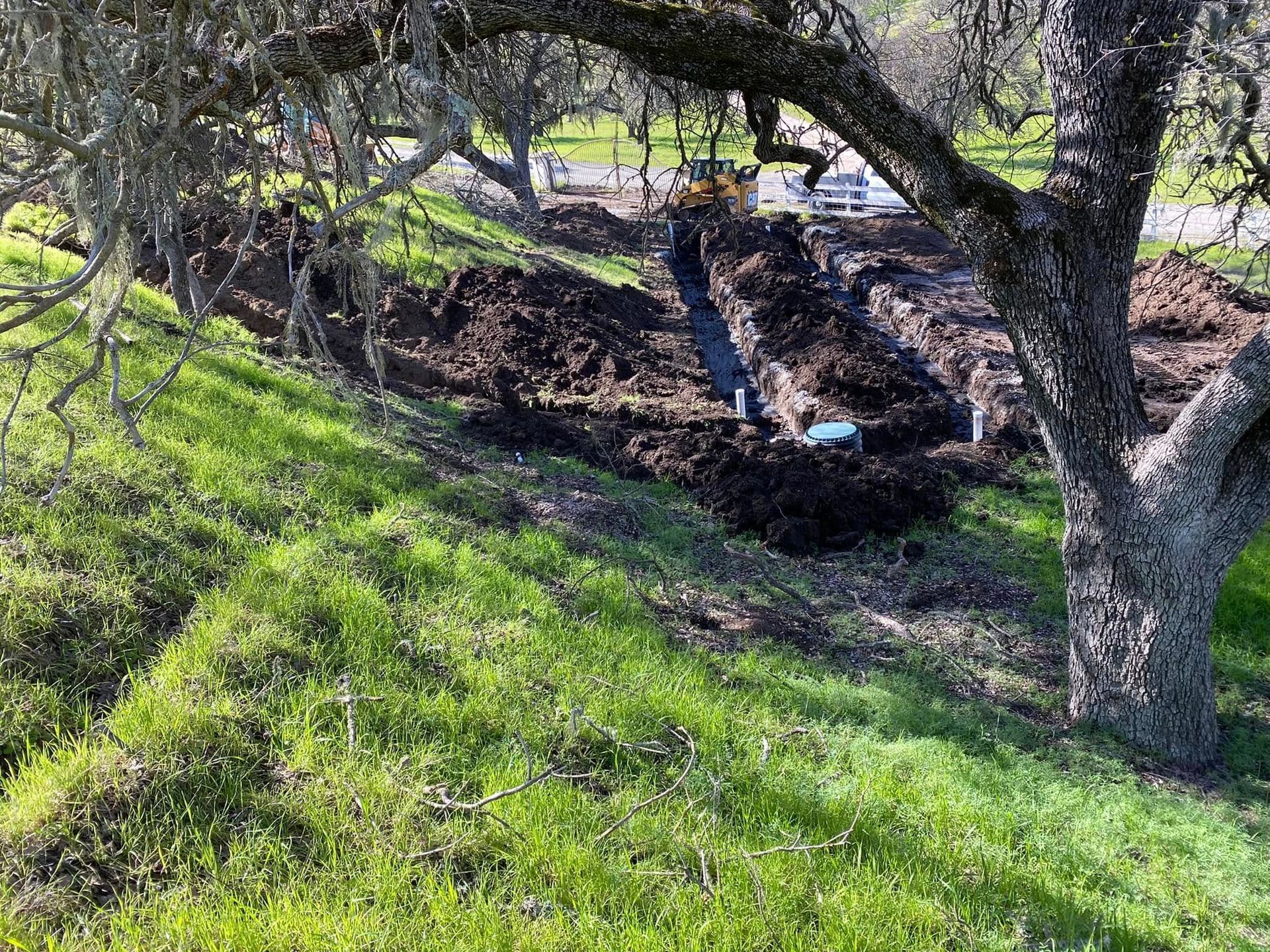 Wooded creek bank with a fallen tree, green grass, and a shallow muddy ditch