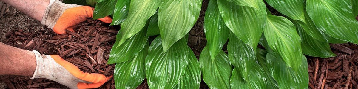 Hands with gardening gloves on scooping brown mulch from under hostas plants