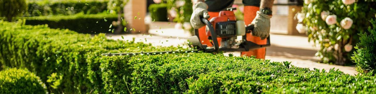 Landscape professional wearing orange overalls trimming hedges with hedge trimmer