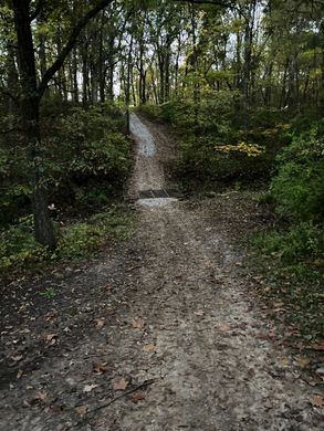 Narrow gravel path through dense green woods under tall trees