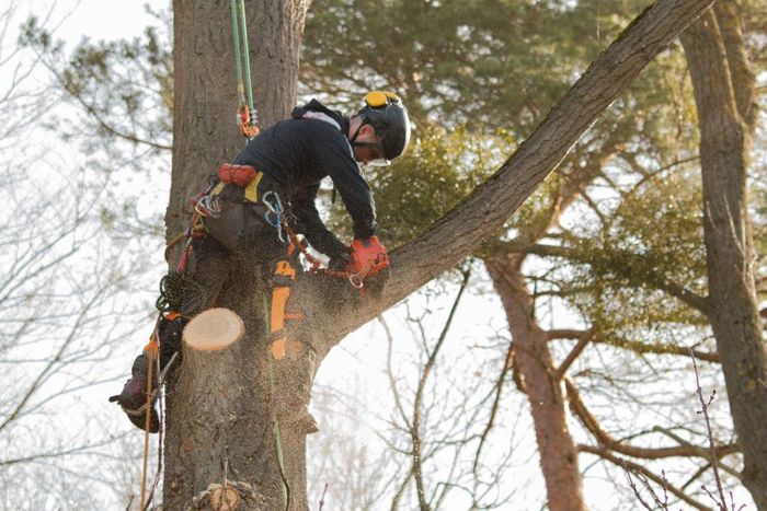 Arborist cutting a tree branch with a chainsaw, secured by ropes and a harness, in a tree.