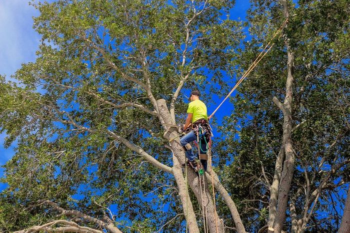 Arborist in safety harness trims tree branches, under a blue sky.