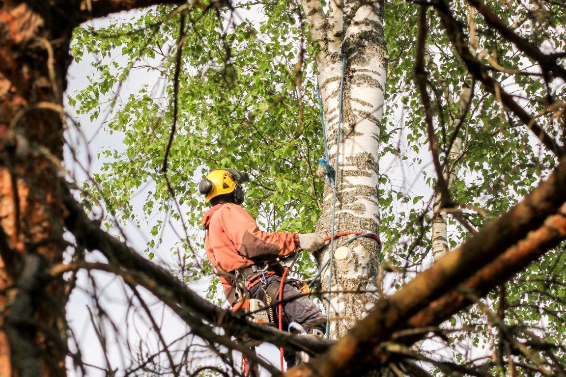 Arborist in orange jacket and hard hat, climbing birch tree, using safety gear.