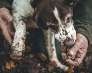 Truffle Hunting Tuscany