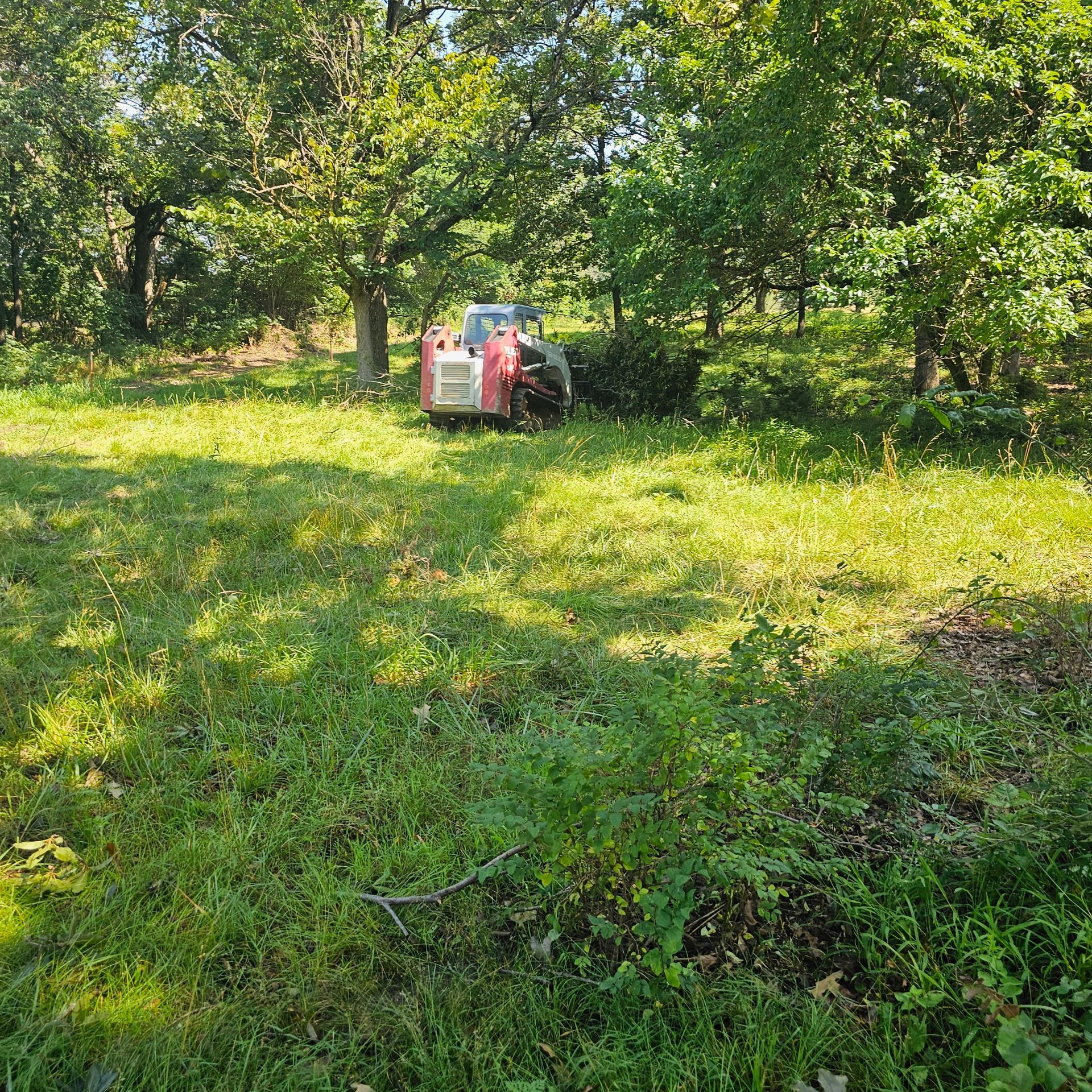 Person on a red tractor mowing a grassy orchard in sunlight