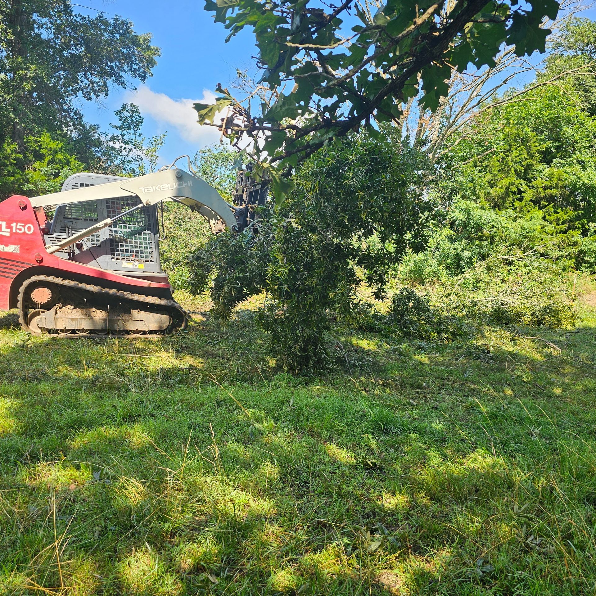 Red tracked skid steer cutting grass in a sunny green orchard