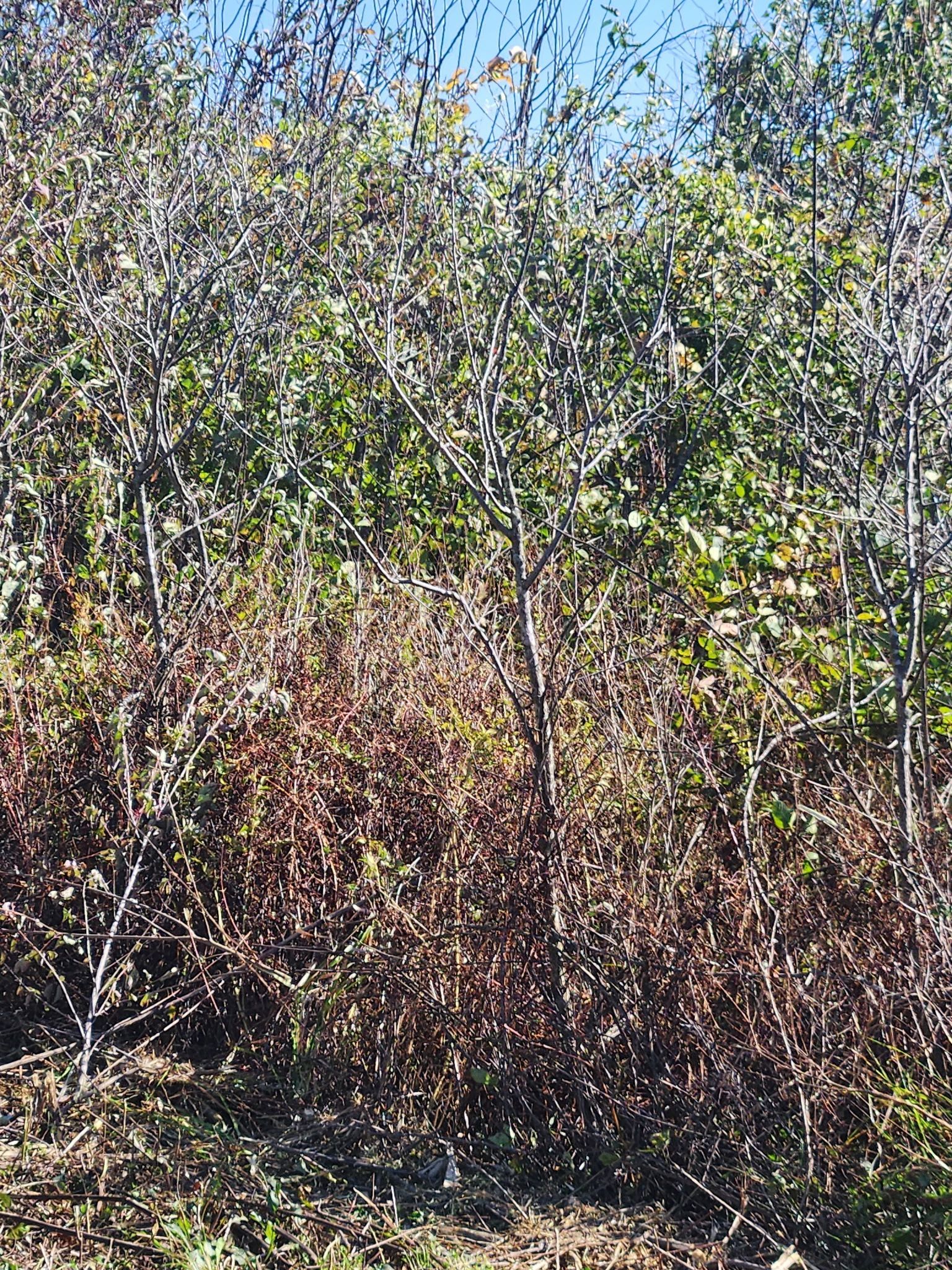Dense thicket of green, brown, and yellow shrubs and trees under bright daylight