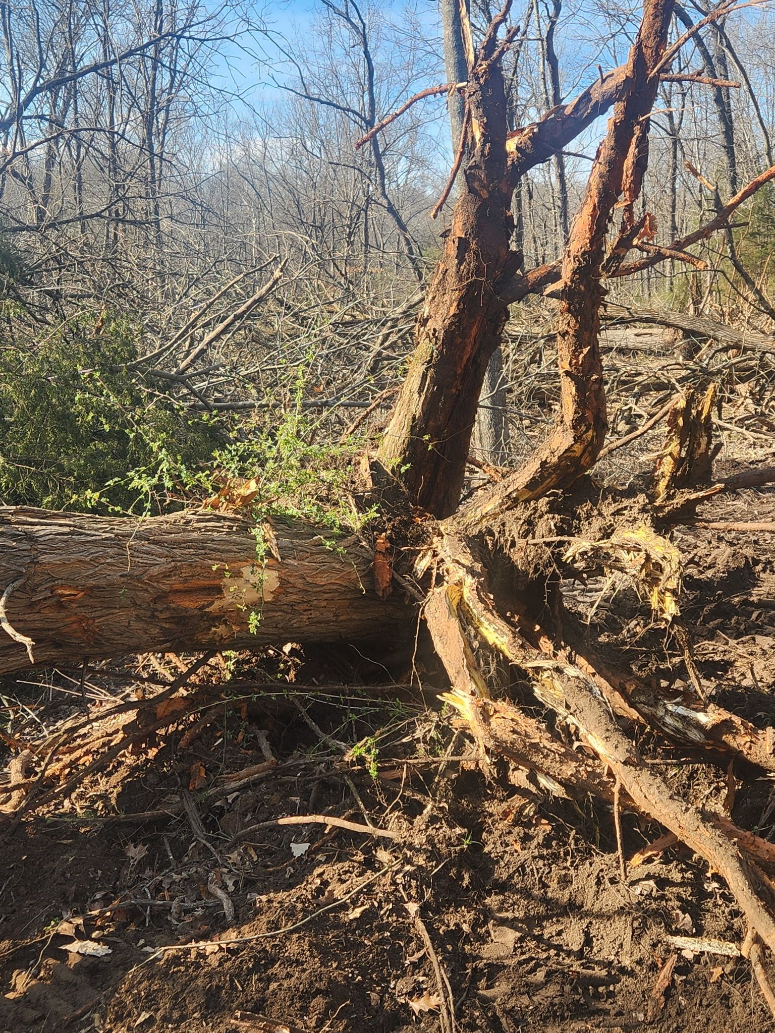 Leafless woodland trail beside a leaning fallen tree in bright sunlight