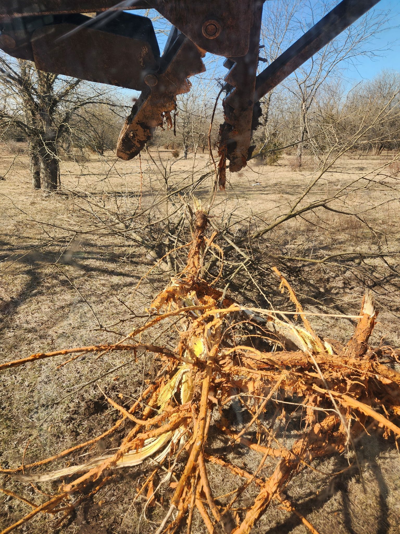 Dry orange branches caught on a dark metal tool in a sparse, sunlit field with trees in the background