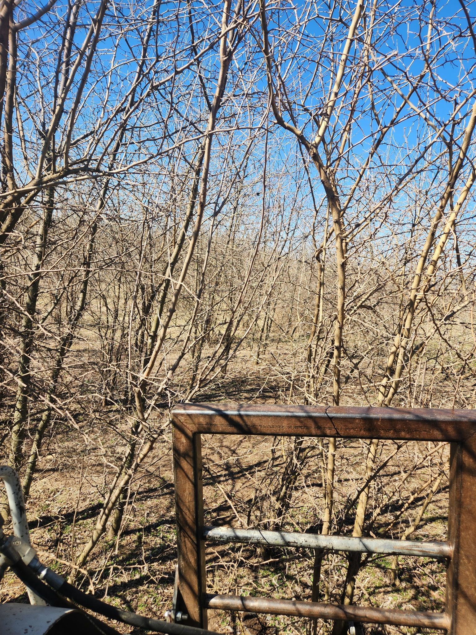 Leafless trees and a wooden fence under a clear blue sky in a wooded area
